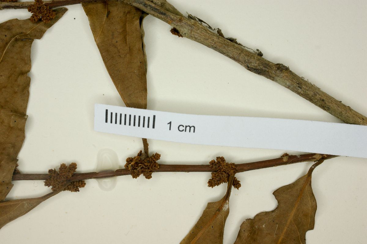 Lacistema hasslerianum image