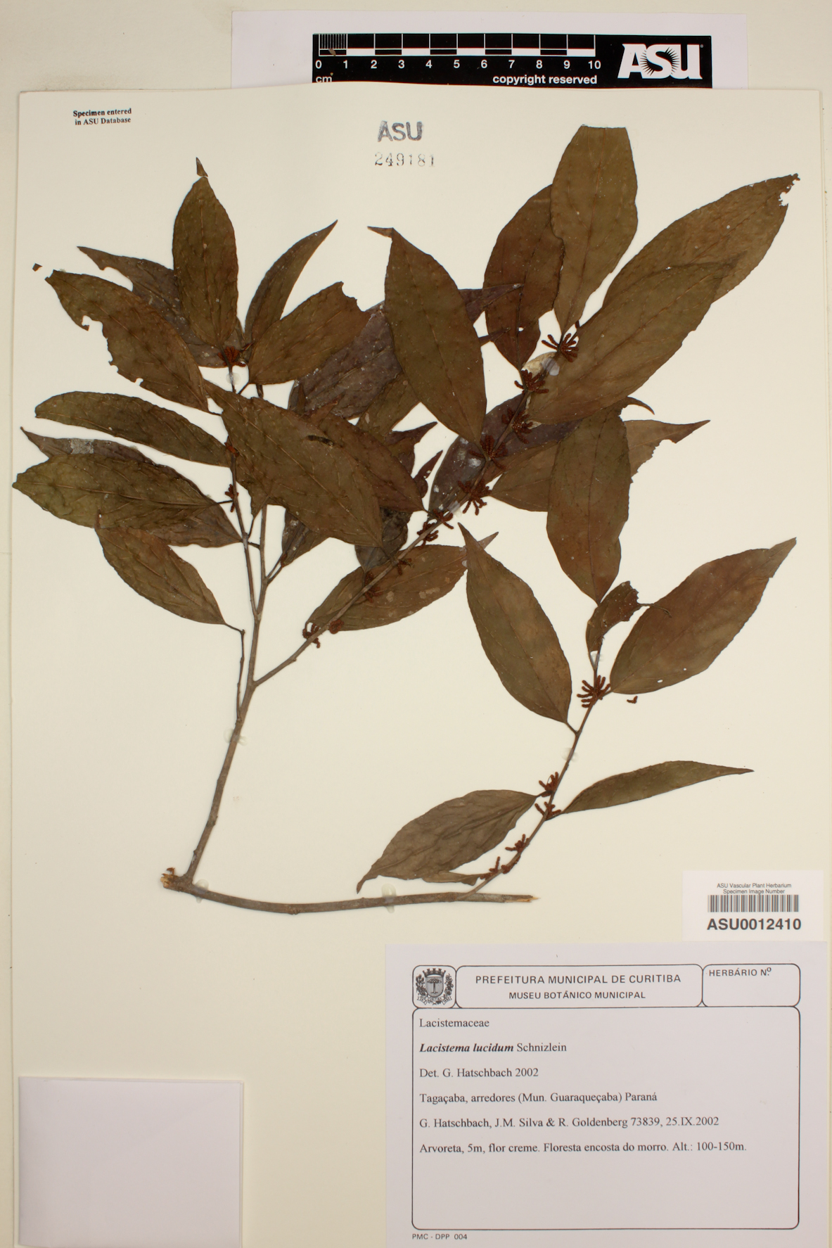 Lacistema lucidum image