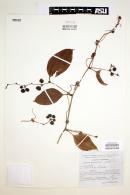 Image of Smilax domingensis