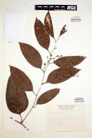 Smilax lanceolata image