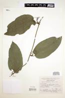 Smilax moranensis image