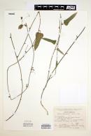 Smilax moranensis image