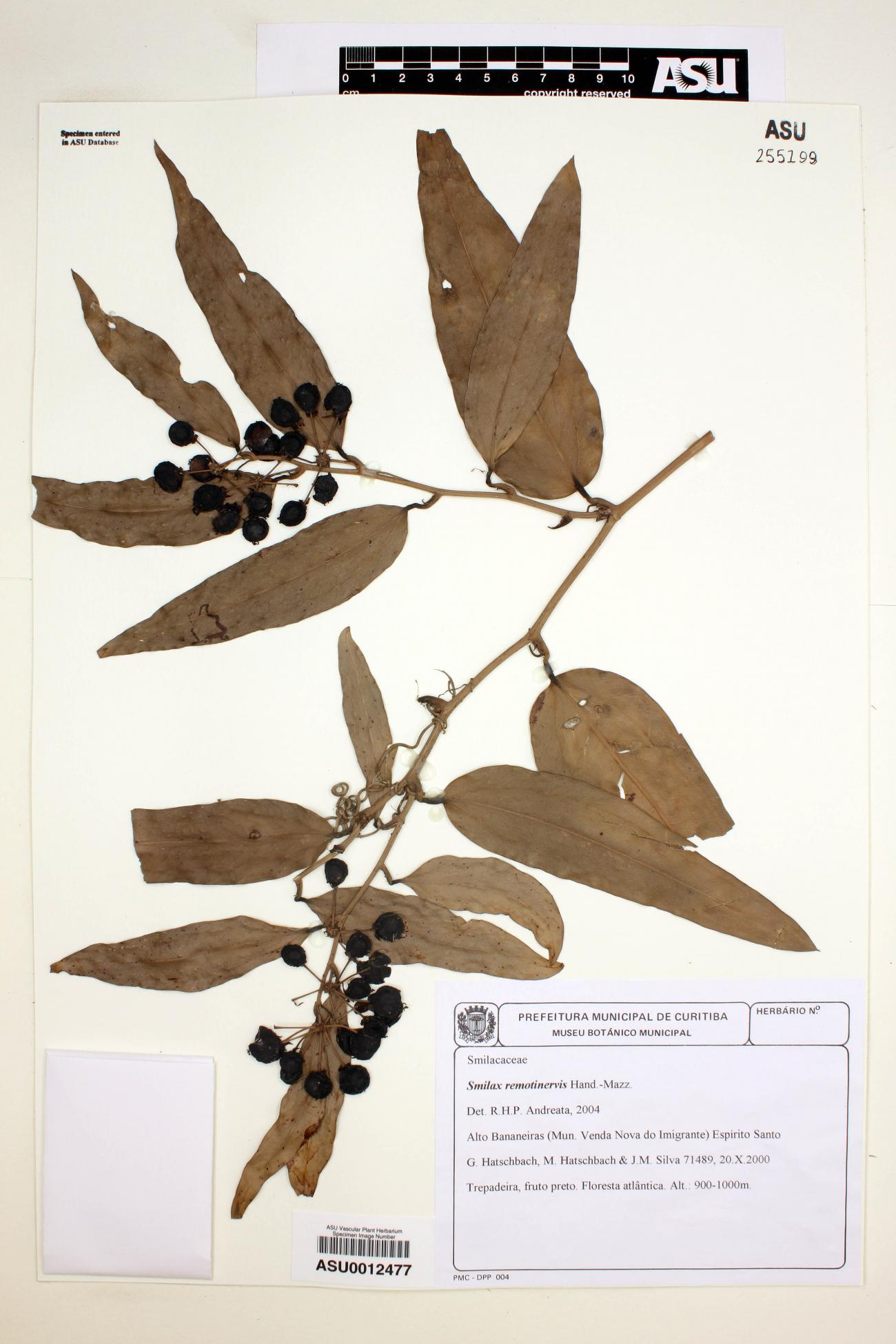 Smilax image