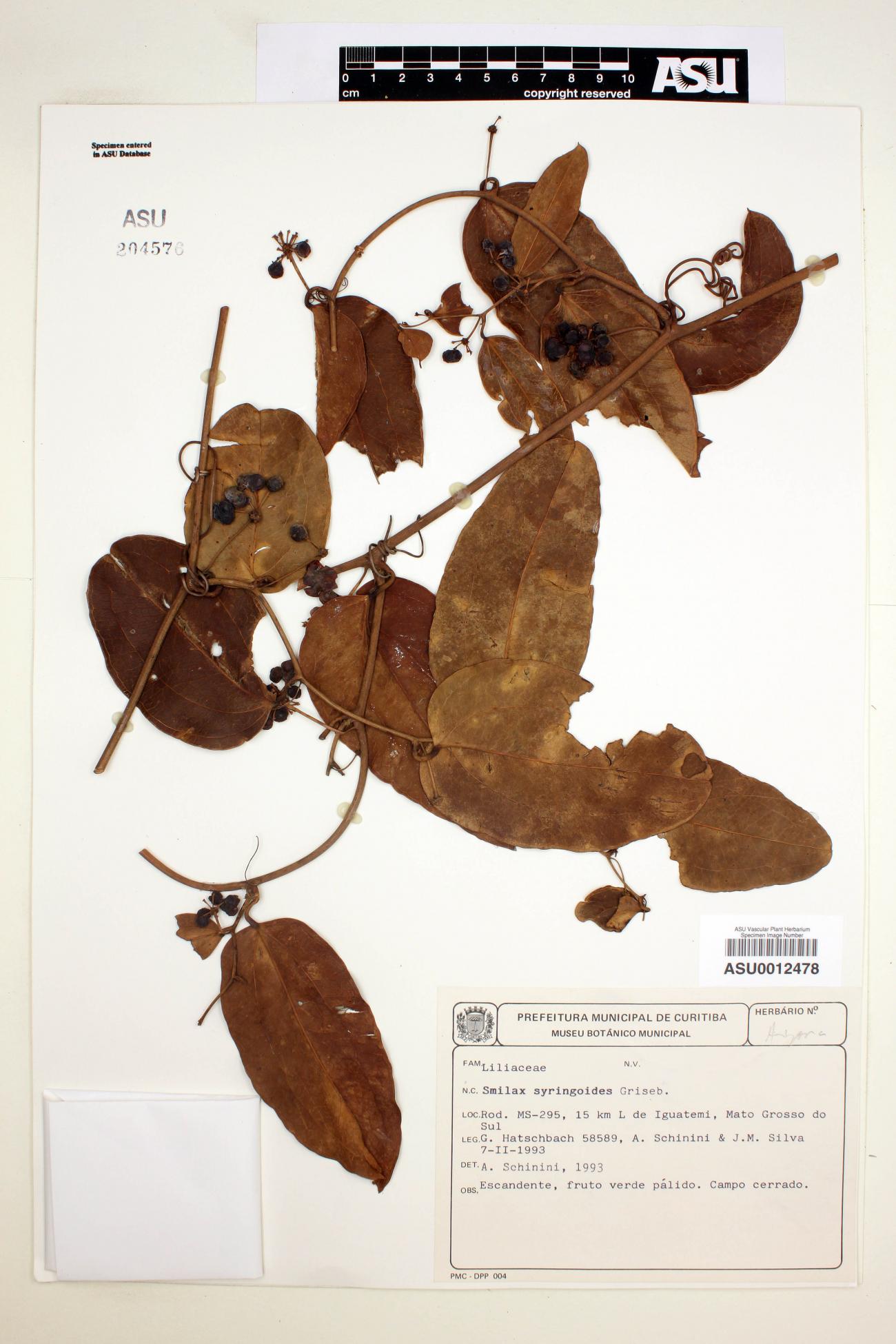 Smilax syringoides image