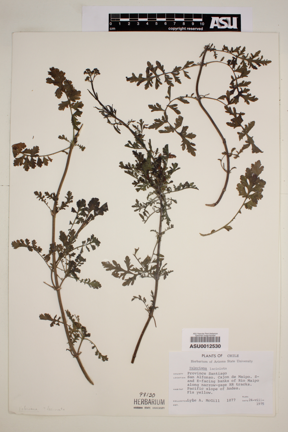 Centranthus calcitrapa image