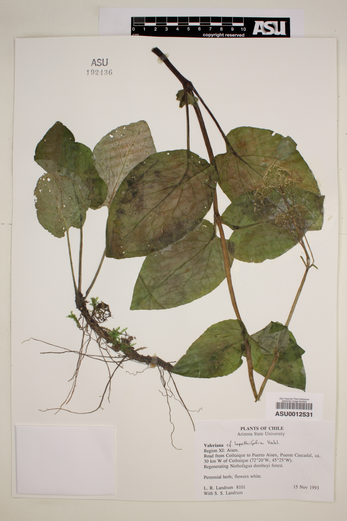 Valeriana lapathifolia image