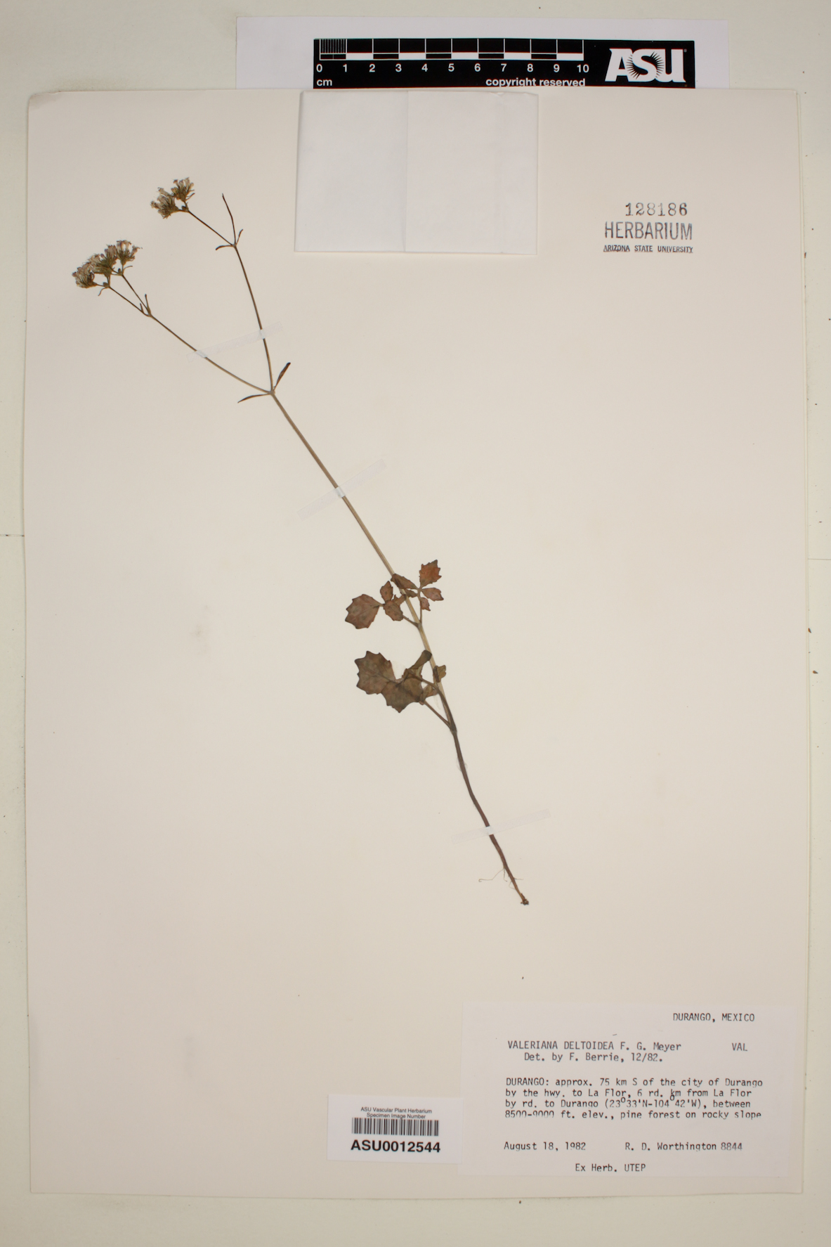Valeriana deltoidea image