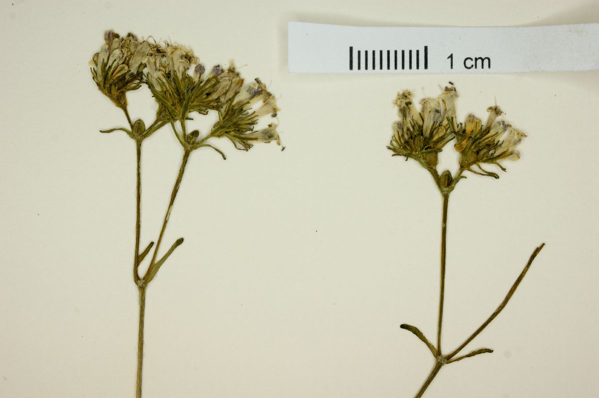 Valeriana deltoidea image