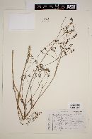 Valeriana edulis image