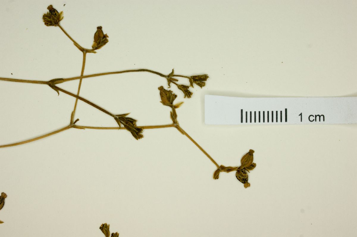 Valeriana obovata image