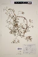 Valeriana scandens image