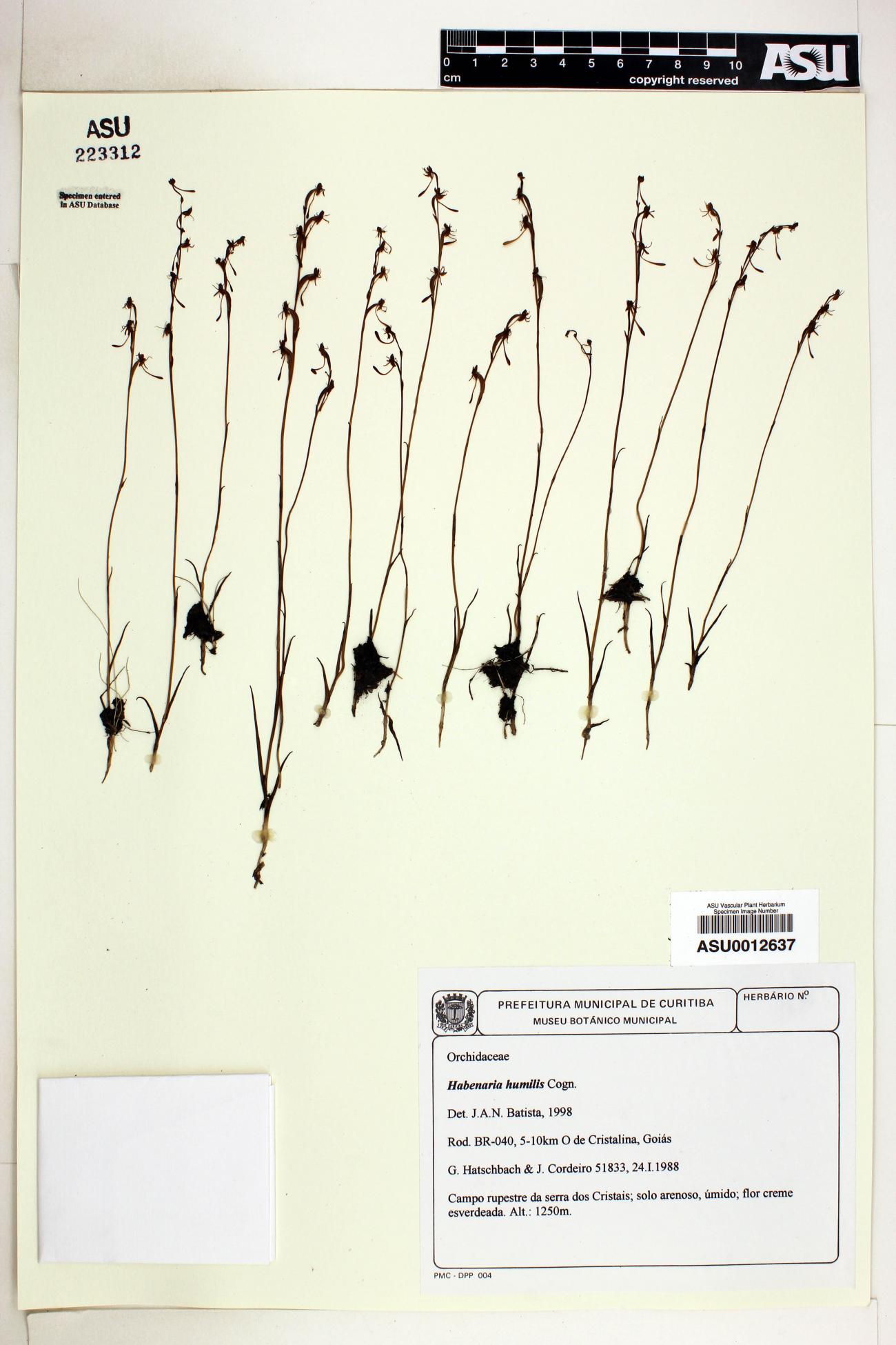 Habenaria humilis image