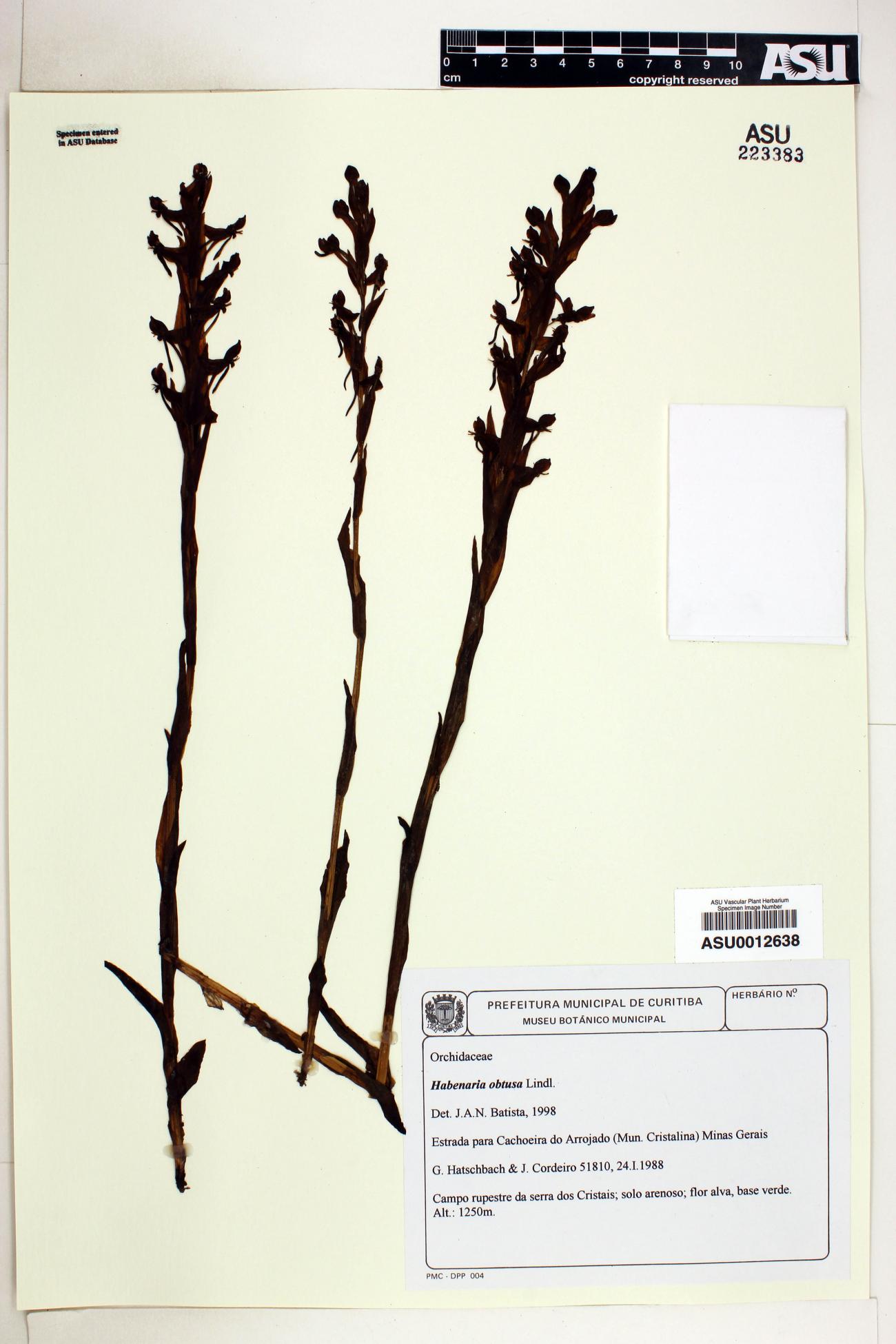 Habenaria obtusa image