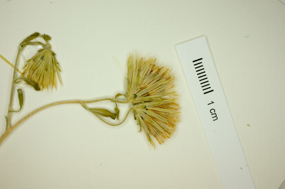 Brickellia frutescens image