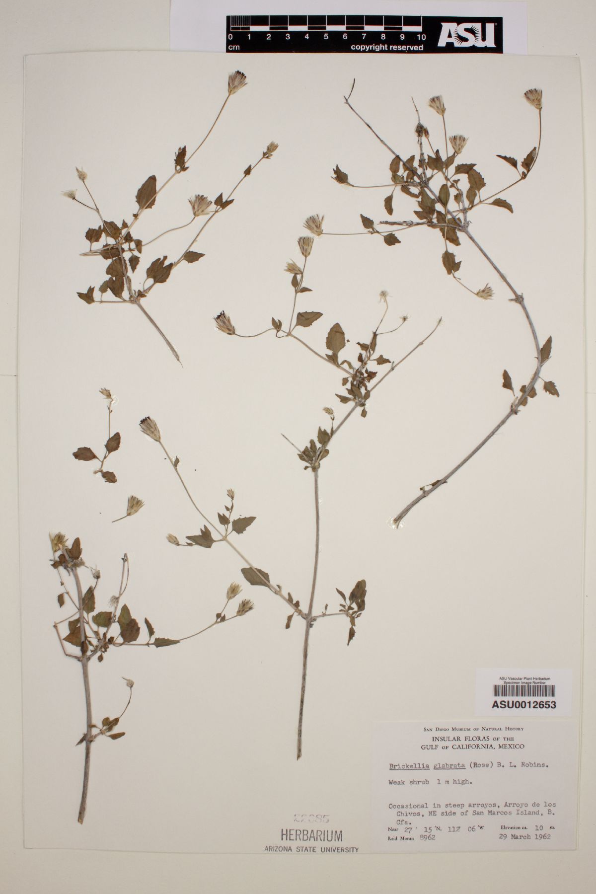 Brickellia glabrata image