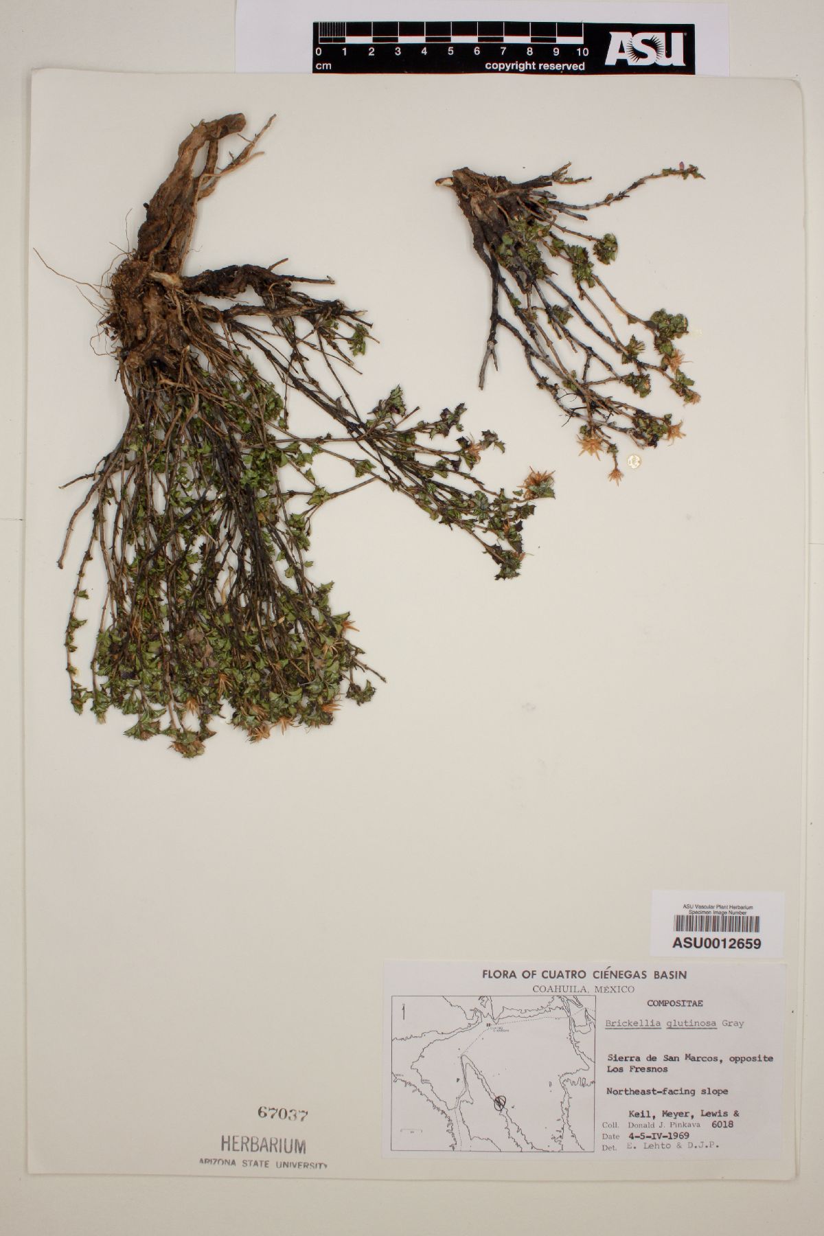 Brickellia glutinosa image