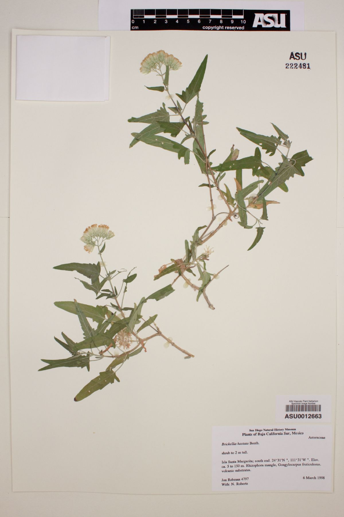 Brickellia hastata image