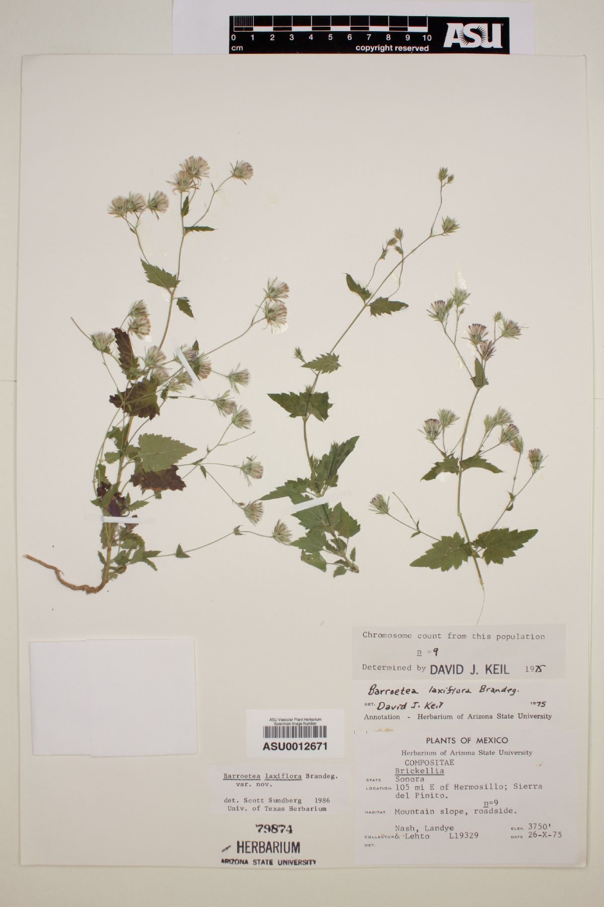 Brickellia laxiflora image