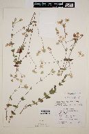 Brickellia laxiflora image