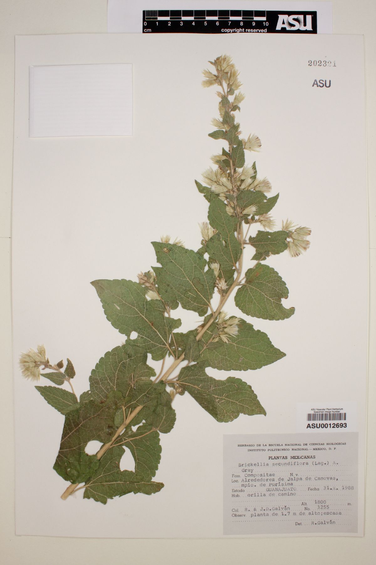 Brickellia secundiflora image