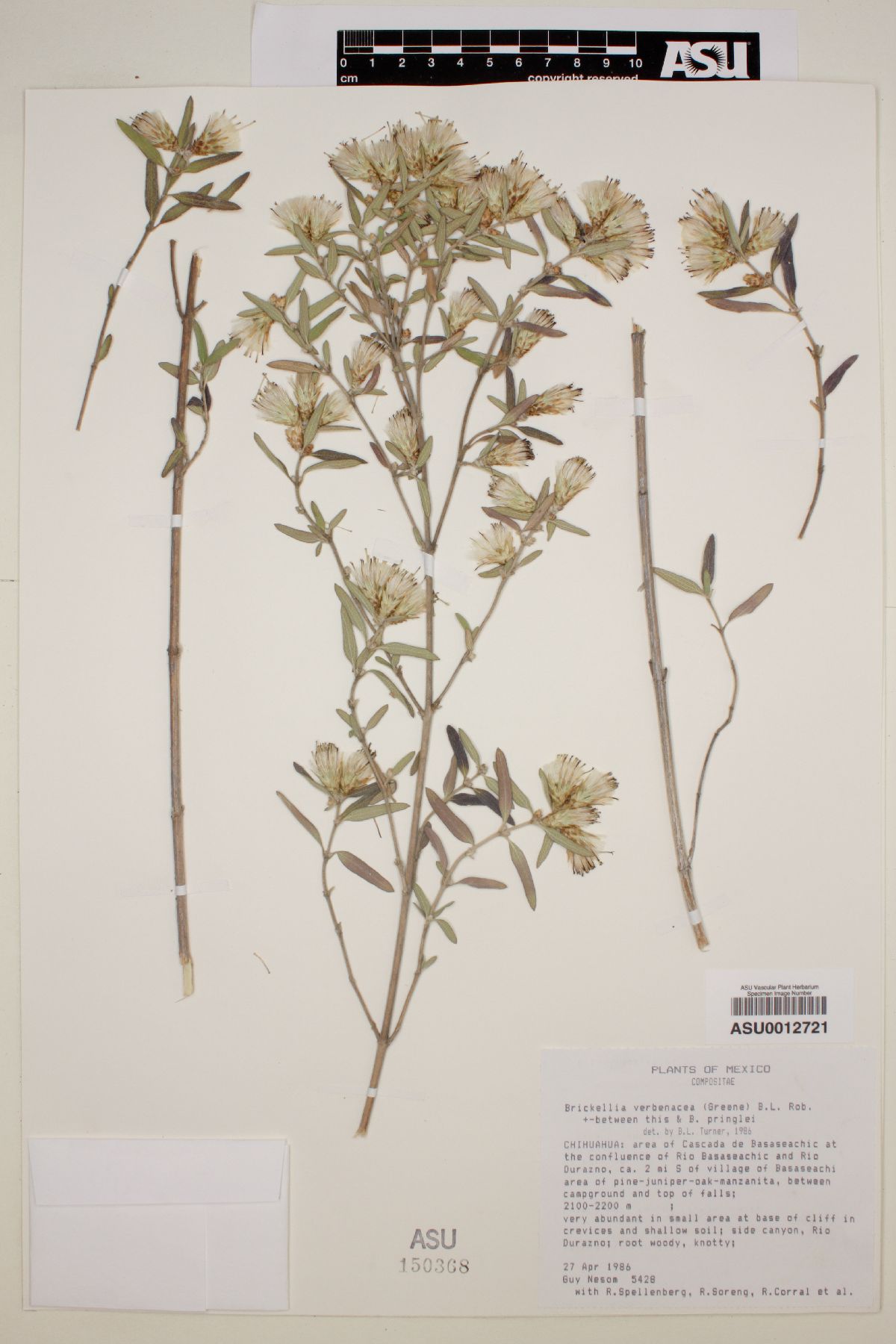 Brickellia verbenacea image