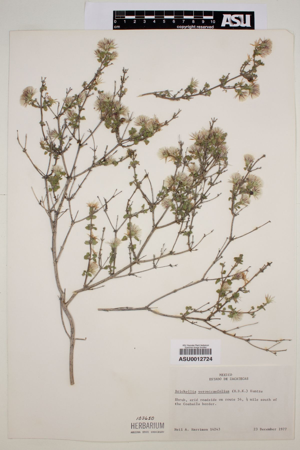 Brickellia veronicifolia image