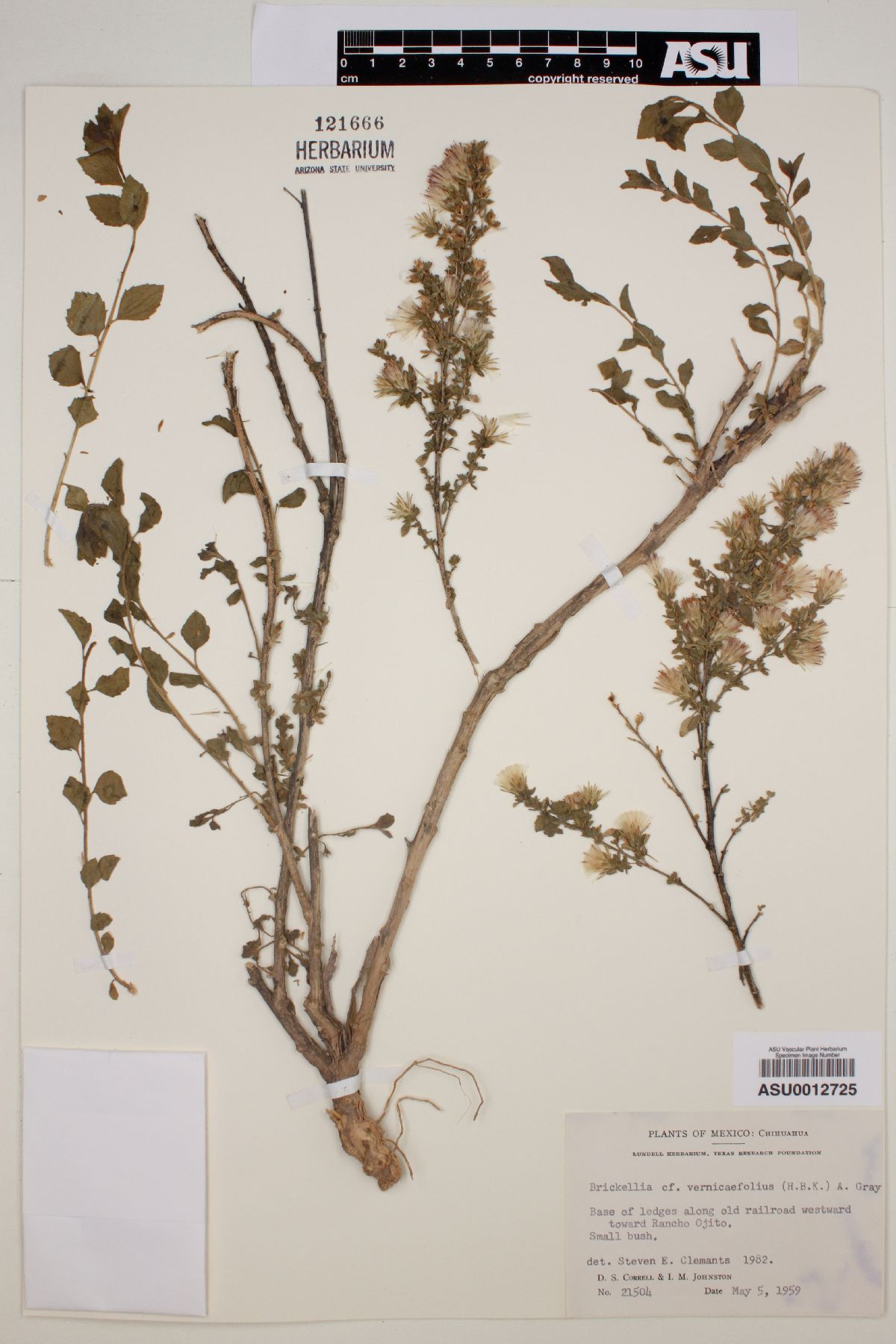 Brickellia veronicifolia image