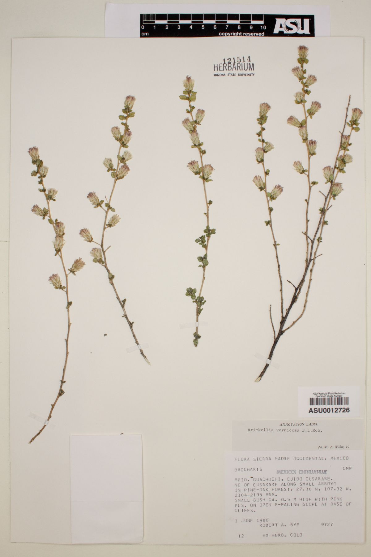 Brickellia vernicosa image