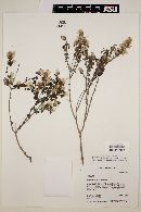 Brickellia veronicifolia image