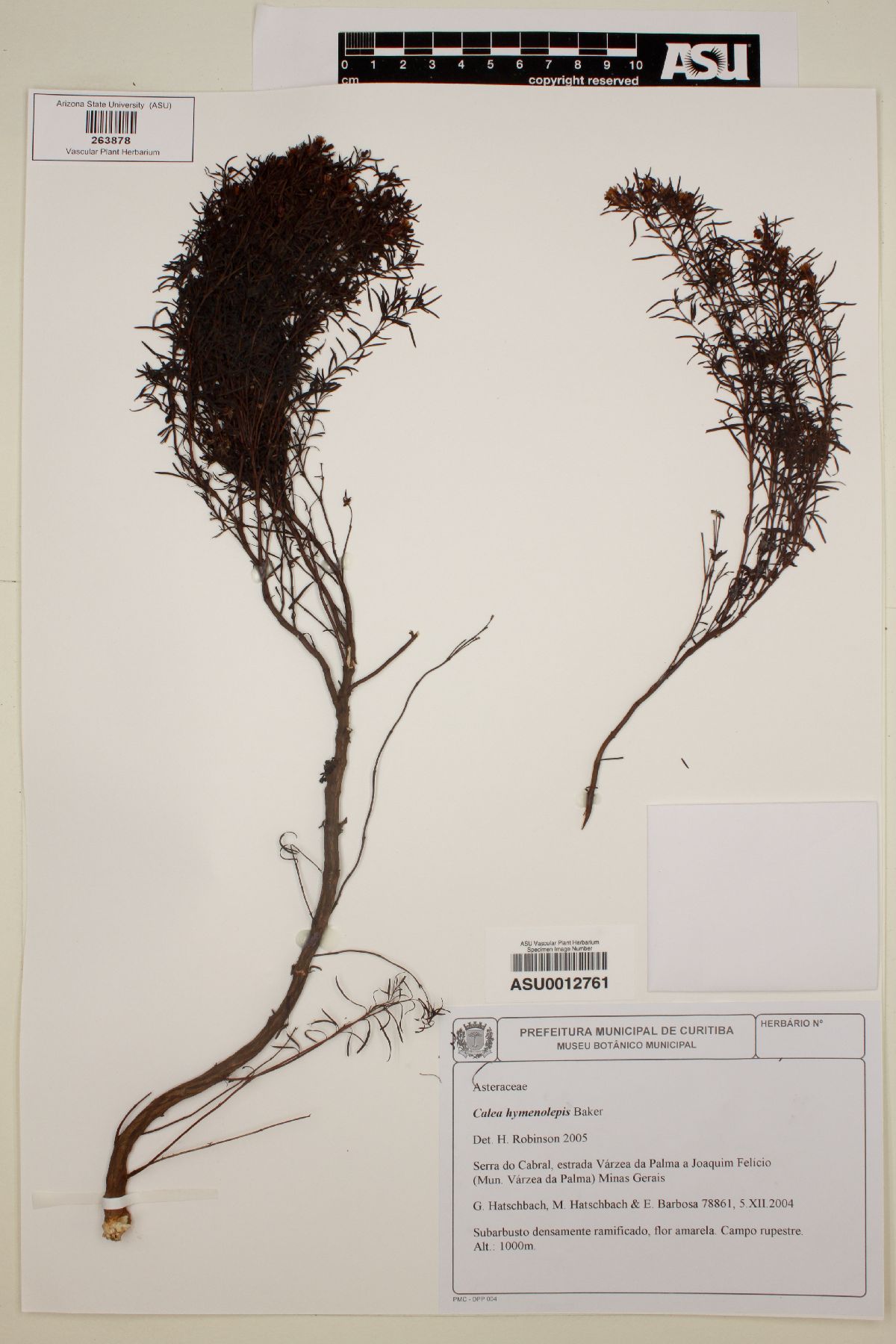 Calea hymenolepis image