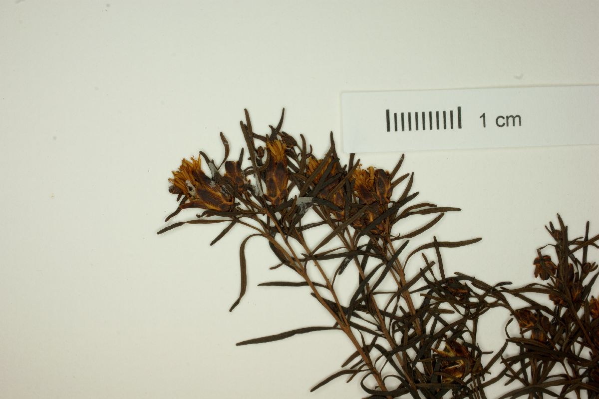 Calea hymenolepis image