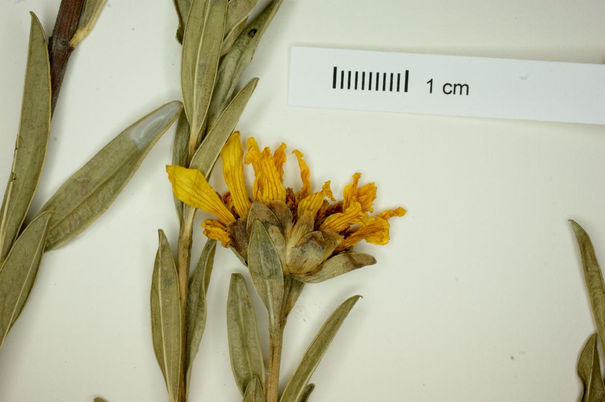 Calea longifolia image