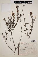 Calea parvifolia image