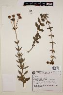 Calea quadrifolia image