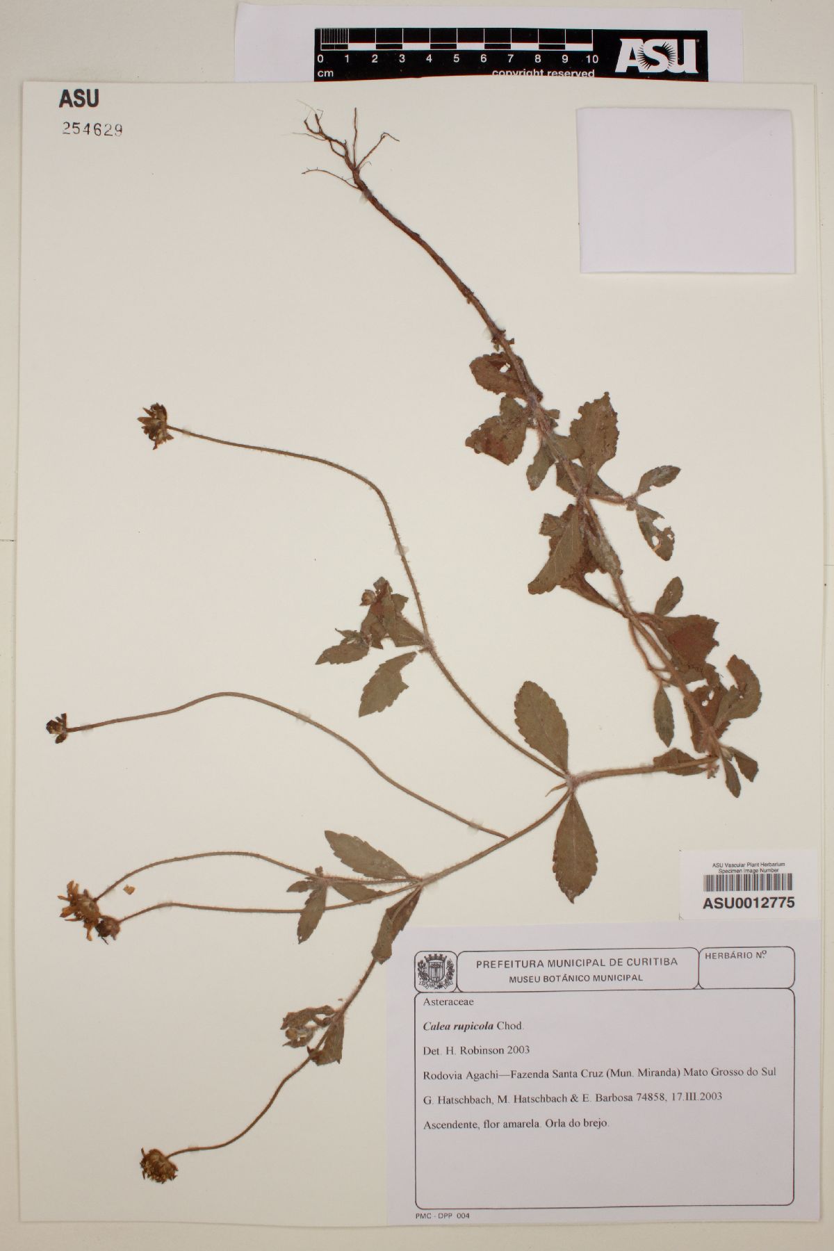 Calea rupicola image