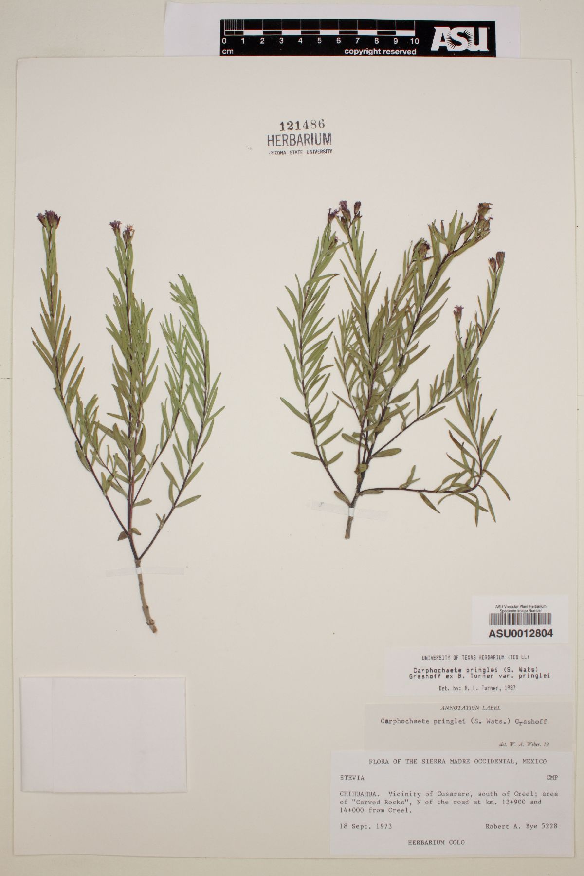 Carphochaete pringlei image