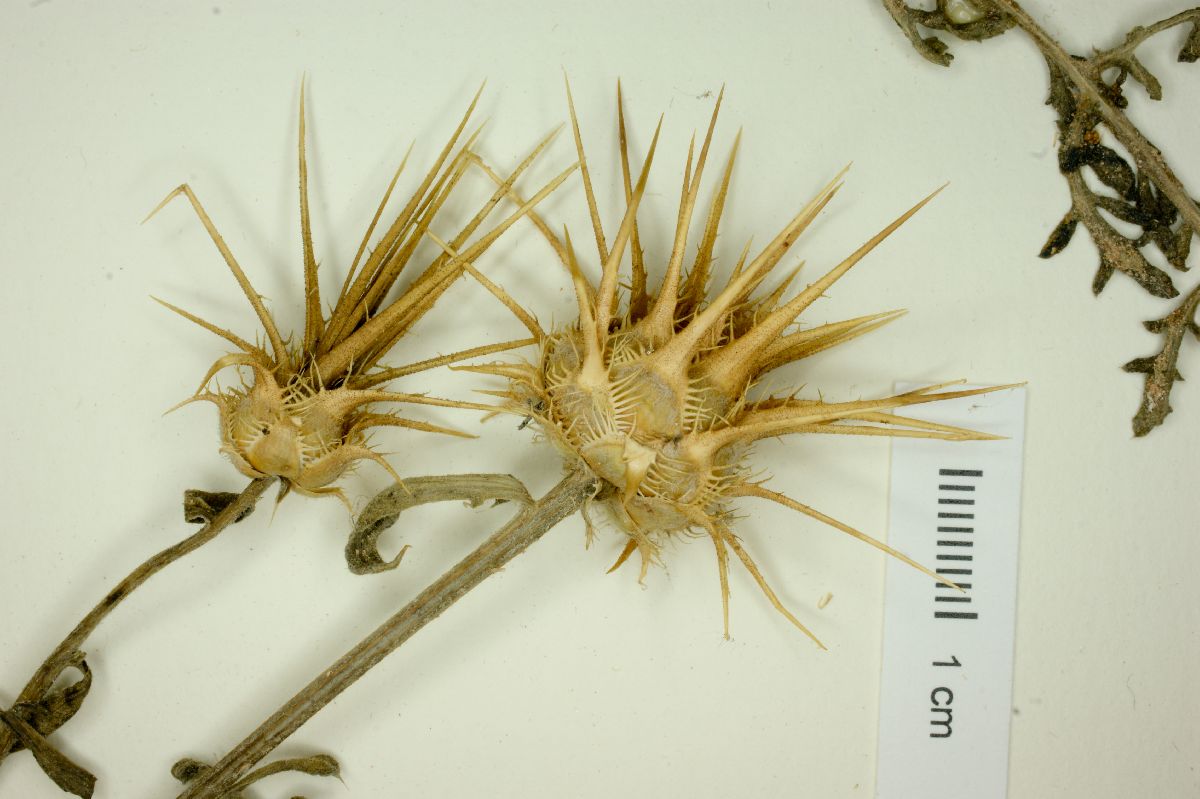 Centaurea ornata image