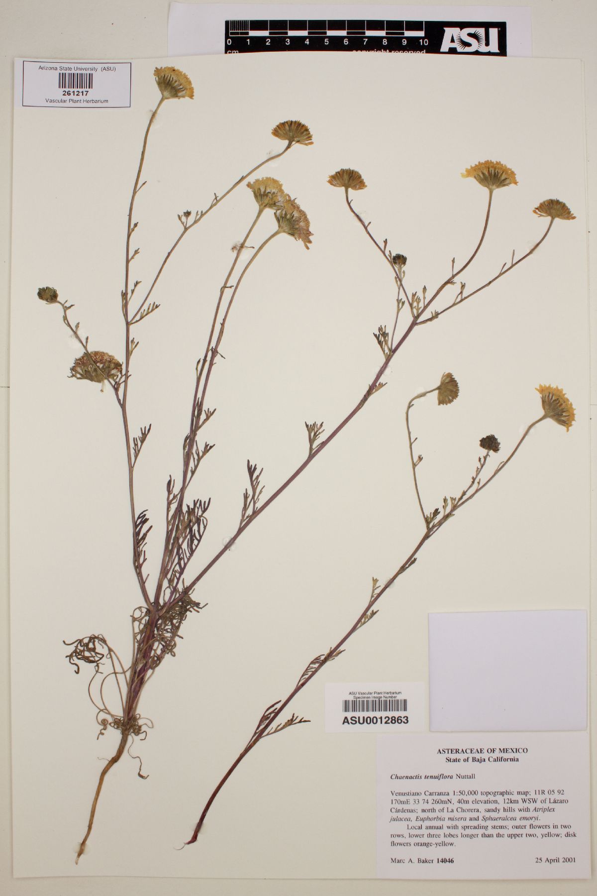 Chaenactis tenuifolia image