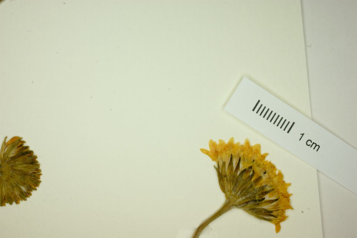 Chaenactis tenuifolia image