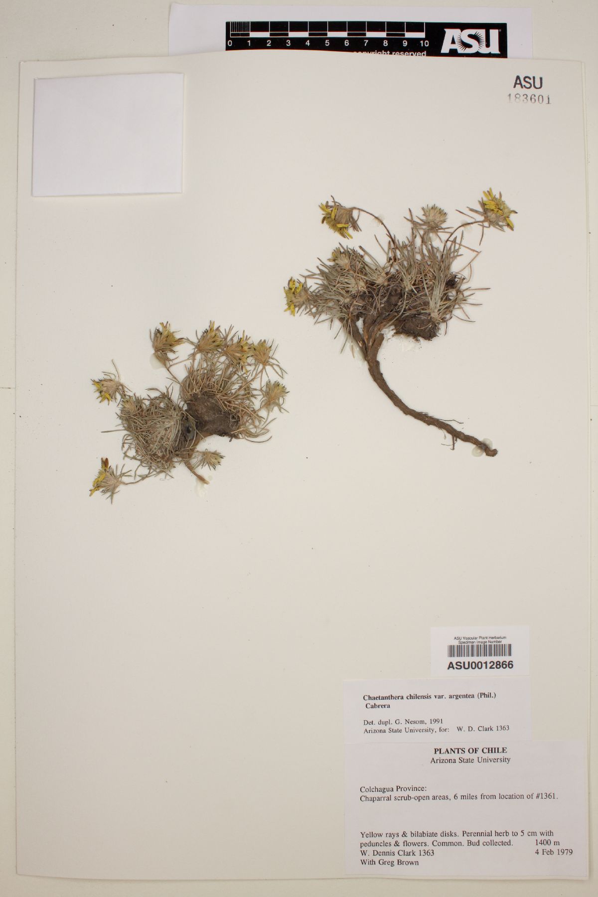 Chaetanthera chilensis image