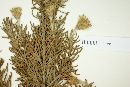 Chiliotrichum rosmarinifolium image