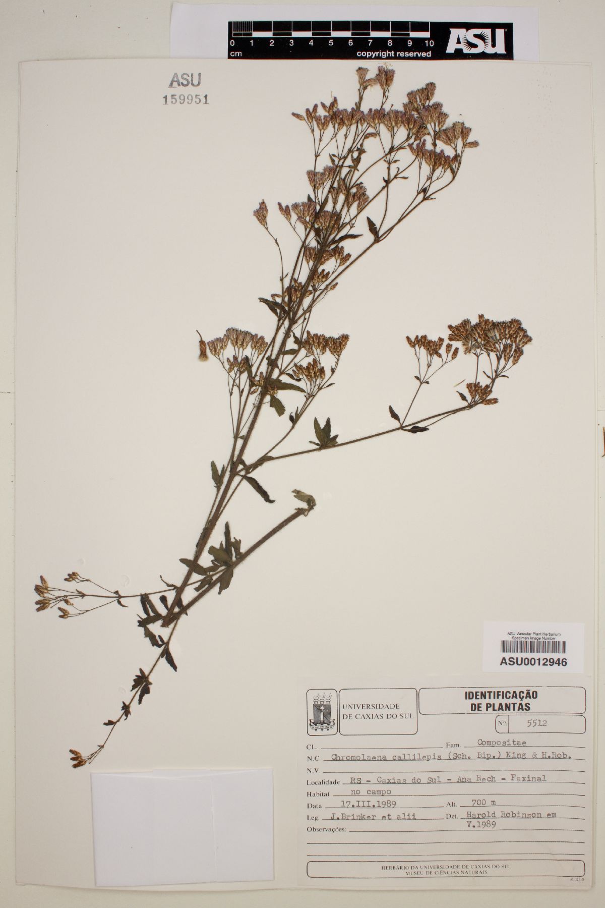 Chromolaena callilepis image