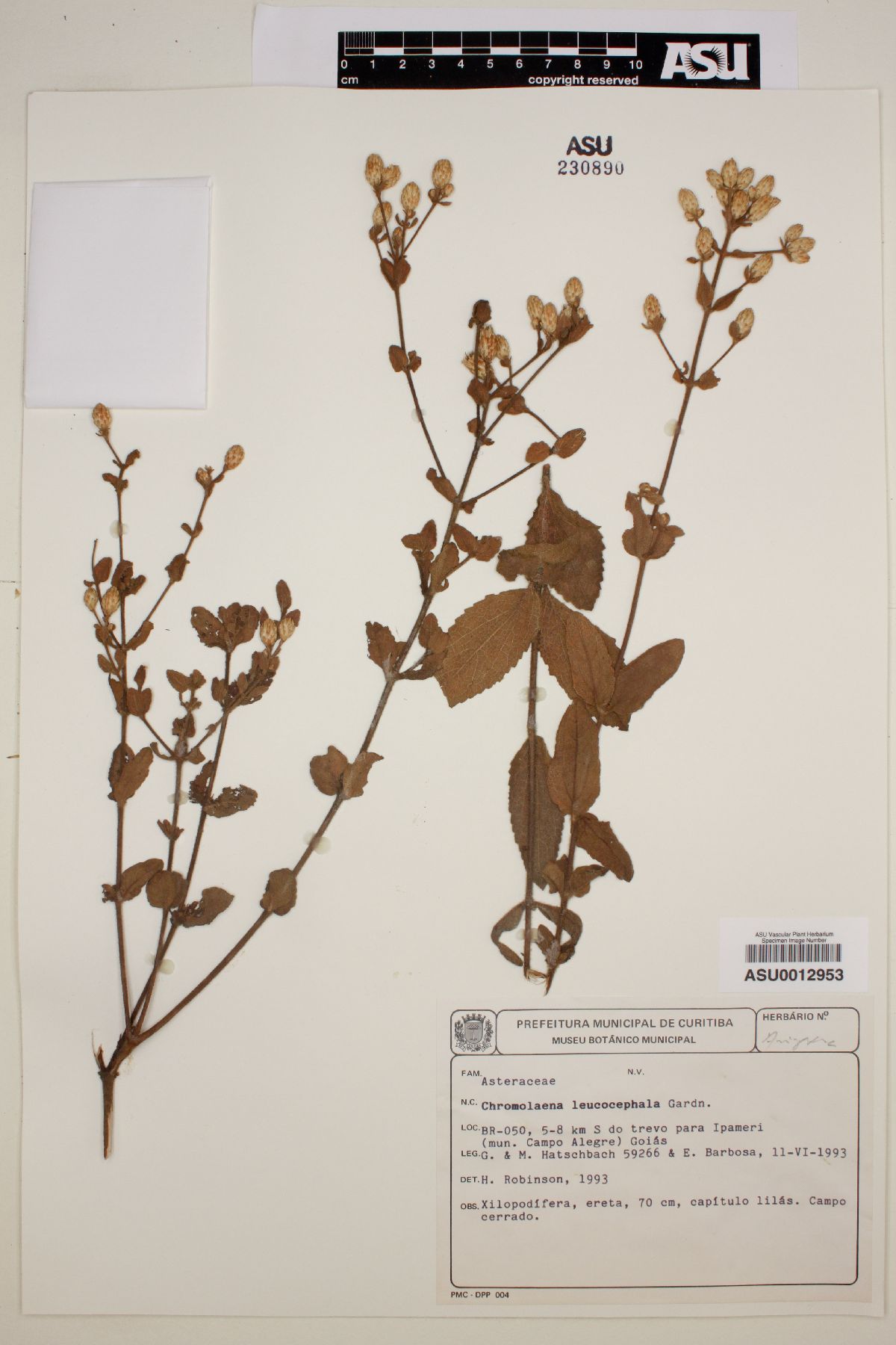 Chromolaena leucocephala image