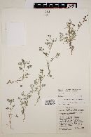 Image of Chrysanthellum indicum