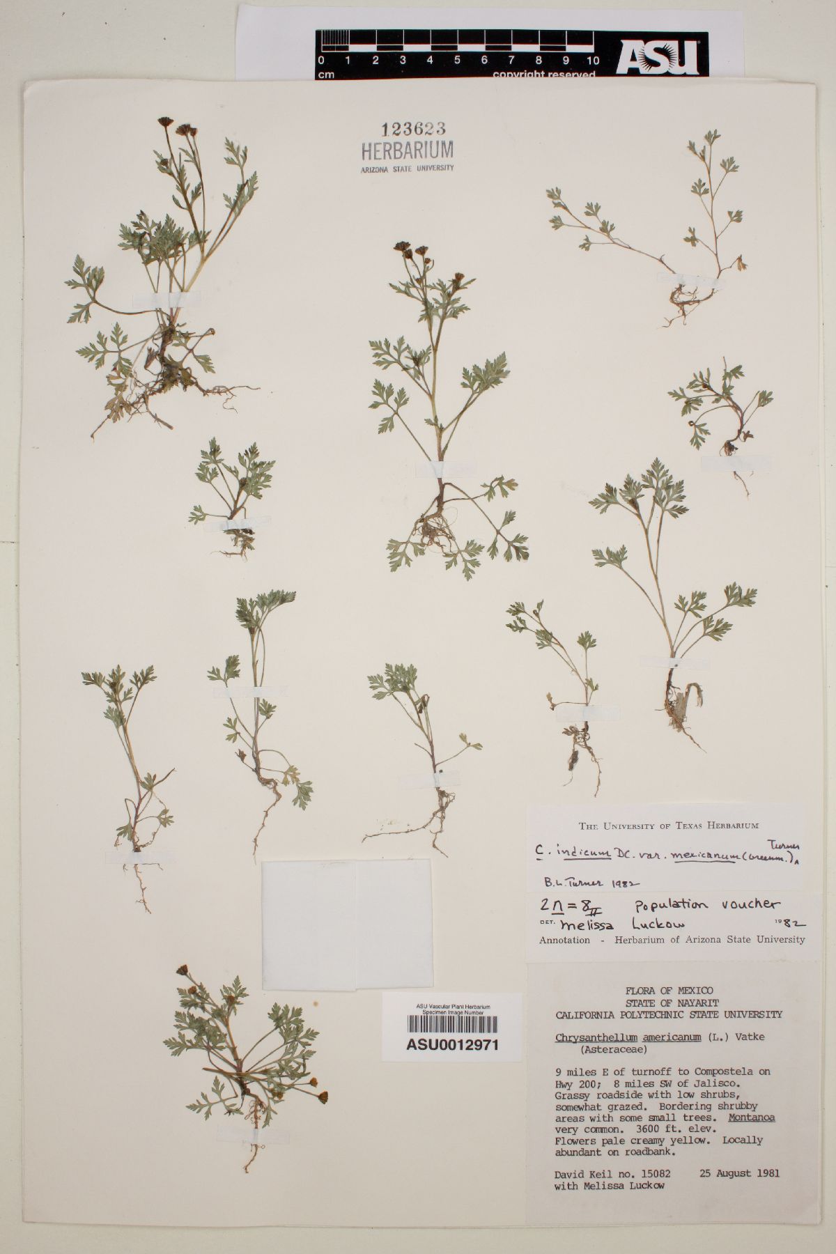 Chrysanthellum indicum var. mexicanum image