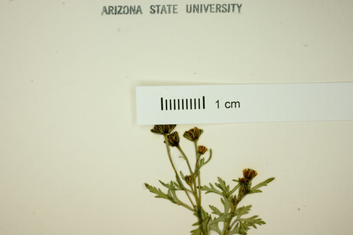 Chrysanthellum indicum var. mexicanum image