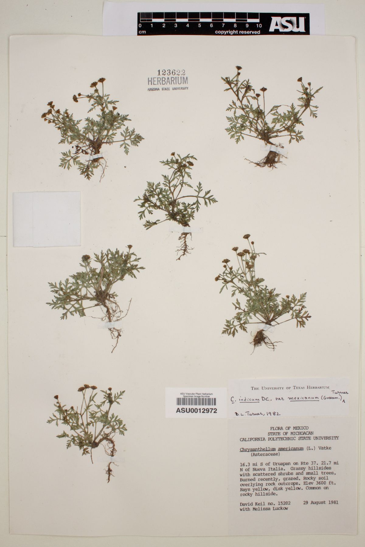 Chrysanthellum indicum image