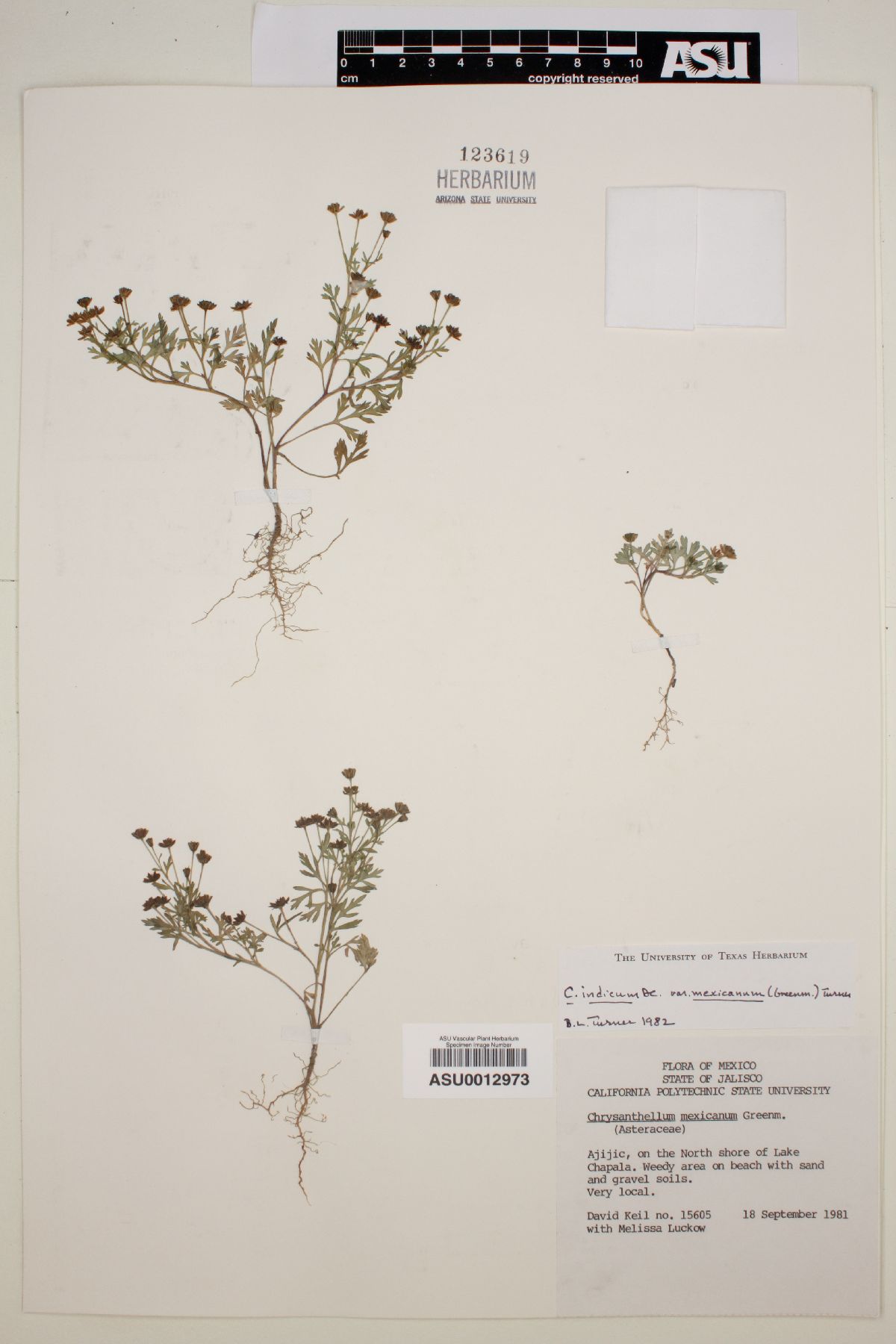 Chrysanthellum indicum image