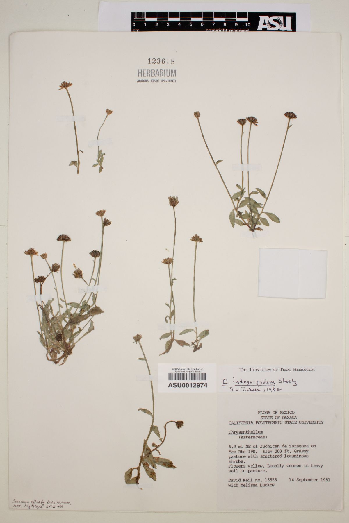 Chrysanthellum integrifolium image