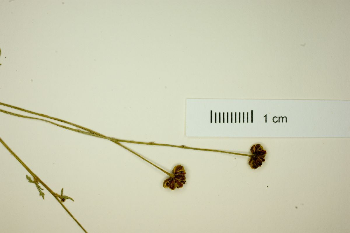 Chrysanthellum involutum image